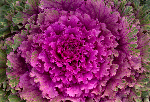 Top view of Flowering decorative cabbage plant in the garden. Ornamental cabbages. Winter flowers. Colored leaves of ornamental cabbage. Crimson decorative cabbage texture.