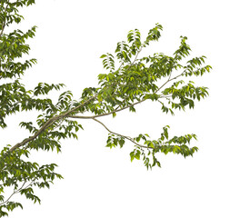 Obraz premium nettle Tree branch isolated on transparent background. tree branch green leaves isolated on transparent background. Plant or tree leaves isolated on white background. Tree foliage PNG. leaves PNG.