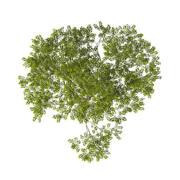 Single green nettle tree isolated on transparent background. tall tree with leaves isolated on transparent background. Tree isolated on white background. Isolated lote tree PNG. Leafy plant PNG.