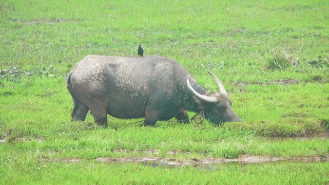 A classic pastoral painting of South Asia. A grazing water buffalo in a damp meadow and Javan hill myna (Gracula religiosa) is sitting on its back
