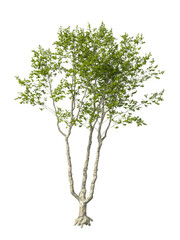 Obraz premium Single green tree isolated on transparent background. Oriental plane tree with leaves isolated on transparent background. Tree isolated on white background. Isolated ornamental tree PNG. plant PNG.