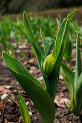 Fototapeta premium Green tulip leaves and buds in natural spring garden environment