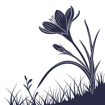 meadow saffron silhouette on white background