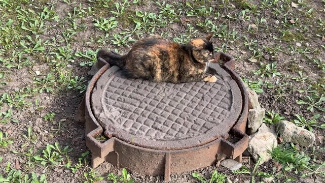 Tortoiseshell cat resting on manhole in sunlit yard, alert posture and slow tail twitching while scanning grass edge for mouse.