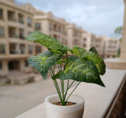 Fototapeta premium Green plant in white pot on balcony with building in the background