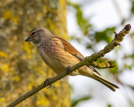 Male linnet on the branch of a tree. British wild bird.