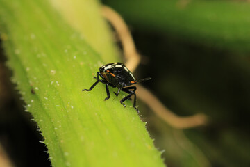Fototapeta premium Halyomorpha Halys insect macro photo 