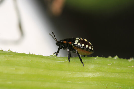 Halyomorpha Halys insect macro photo	