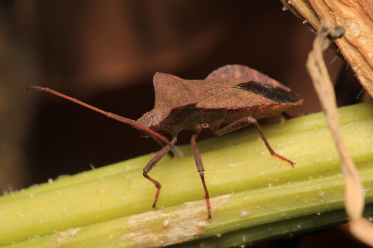Halyomorpha Halys insect macro photo	