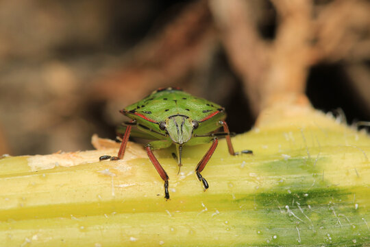 Halyomorpha Halys insect macro photo	