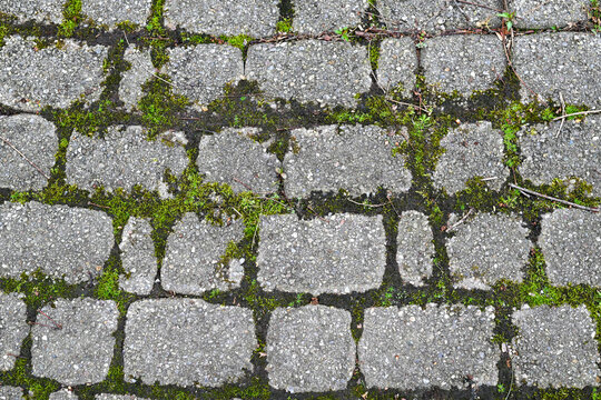 grassy mossy cobblestone pathway outside