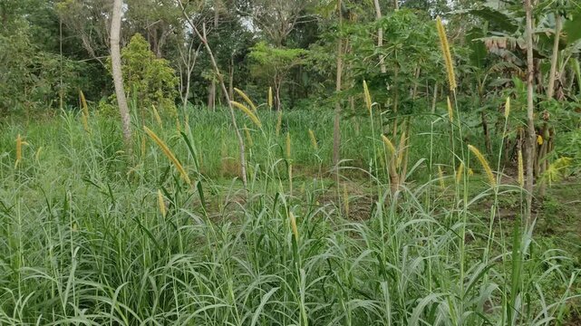 A lush green Napier grass (Elephant grass) swaying gently in a tropical field with tall stalks and yellowish flower buds. Perfect for themes related to sustainable agriculture and livestock feed 