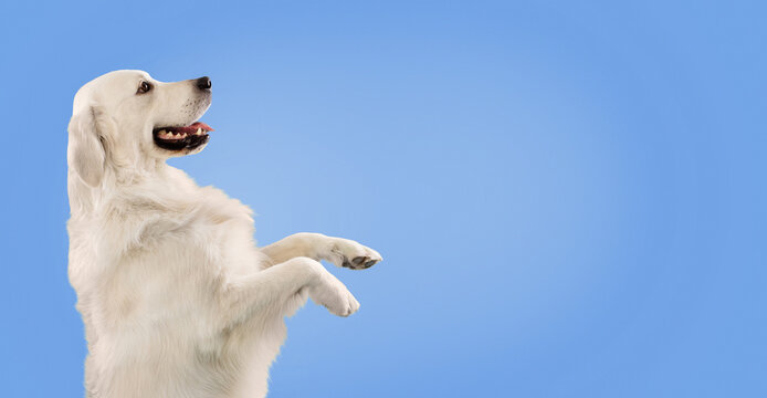 A golden retriever is standing on its hind legs with its front paws raised. The dog looks happy and playful while the background is a solid blue color.