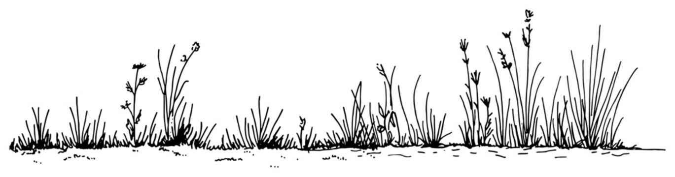Wild grass and weeds growing on meadow landscape minimalist line art sketch