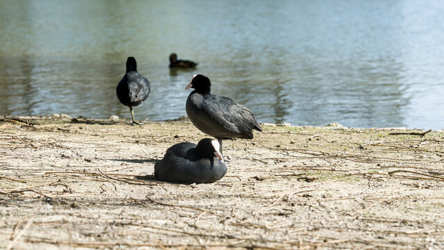 Fulica atra birds resting by calm water, Munich