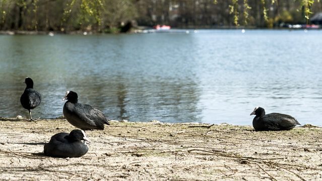 Fulica atra coots relaxing by the water's edge under a lightly clouded sky