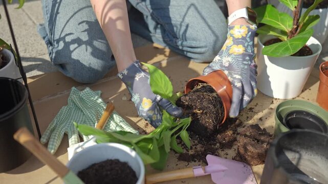 Woman in gloves taking plant out of pot outdoors with soil and garden tools around