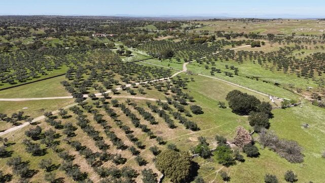 Aerial view of neatly arranged olive groves contrasting with the meandering dirt paths cutting through the green fields, Navas del Madrono, Extremadura, Spain.