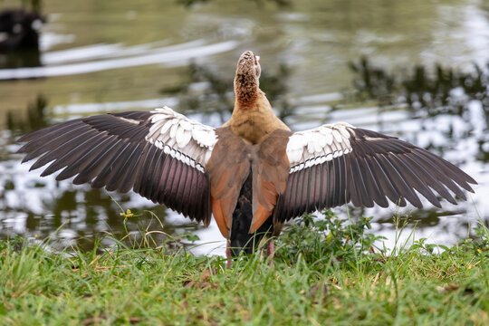 Egyptian Goose (Alopochen aegyptiaca) displaying with wings spread by a lake. Ideal image for freedom, nature, power and wildlife themes.