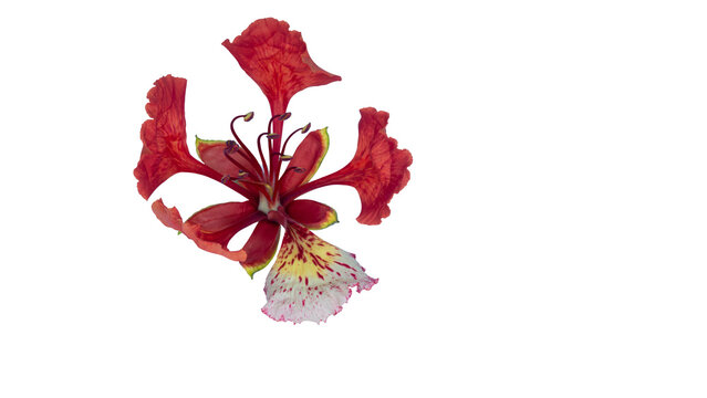 Poinciana regia or Delonix regia flowers isolated onblue background. The most common names are: royal poinciana, flamboyant, acacia rubra, phoenix flower, flame of the forest, or flame tree