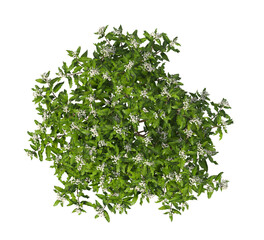 Fototapeta premium white flowering shrub isolated on transparent background. Single small flowering tree isolated on transparent background. isolated on white background. white flower tree PNG. Small flower plant PNG.