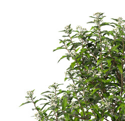 Fototapeta premium Flowering branch with white flowers isolated on transparent background. Flowering tree branch isolated on transparent background PNG. Flower tree or Flower plant branch isolated on white background.