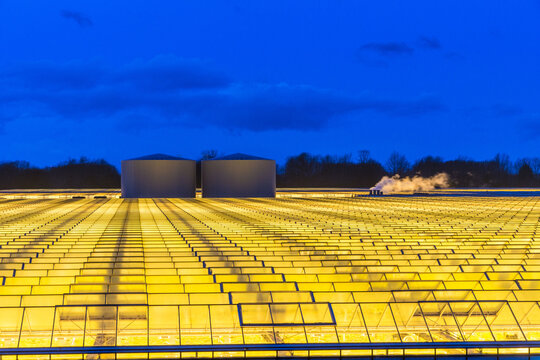 Canada, BC, Delta.  Large agricultural greenhouse with industrial light radiating from the roof at dusk.