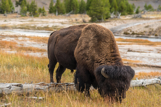 USA, Wyoming, Yellowstone National Park.  Large male bison grazing on the grass at Midway Geyser Basin.