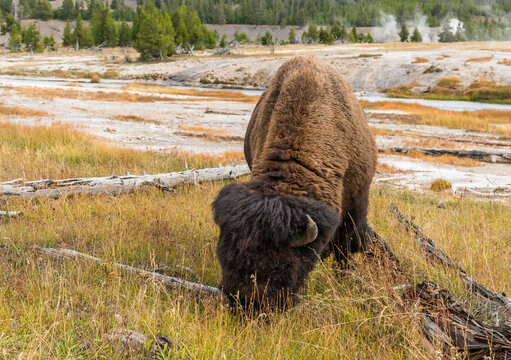 USA, Wyoming, Yellowstone National Park.  Large male bison grazing on the grass at Midway Geyser Basin.