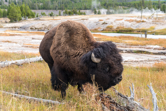 USA, Wyoming, Yellowstone National Park.  Large male bison grazing on the grass at Midway Geyser Basin.