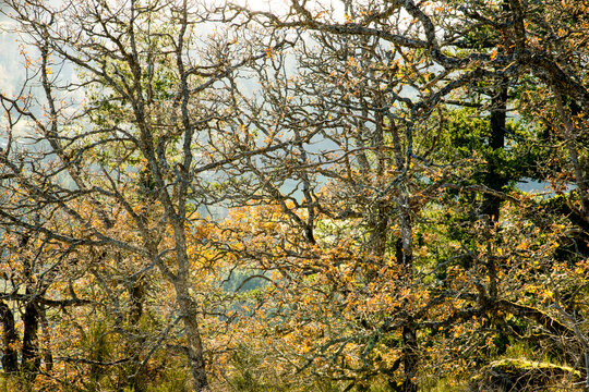 Canada, BC, Vancouver Island. A tangle of tree branches in the fall.
