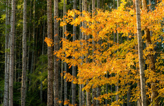 Canada, BC, Vancouver Island.  Bright orange leaves of a big leaf maple tree (acer macrophyllum) set against a background of fir trees.