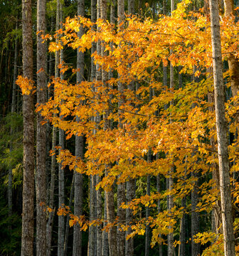 Canada, BC, Vancouver Island.  Bright orange leaves of a big leaf maple tree (acer macrophyllum) set against a background of fir trees.