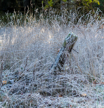 Canada, BC, Vancouver Island, Cowichan Bay.  Thick frost on a fencepost in a field of tall grass.