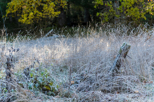 Canada, BC, Vancouver Island, Cowichan Bay.  Thick frost on a field of tall grass.