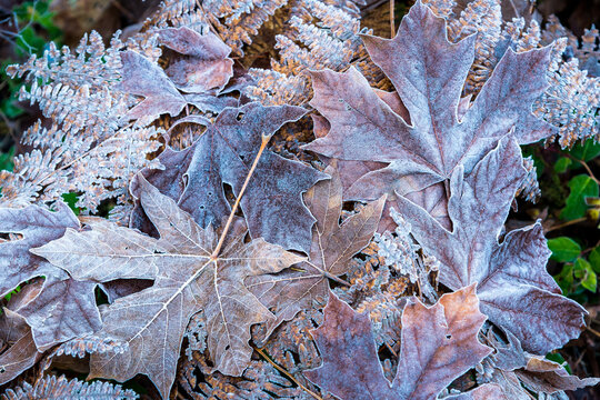 Canada, BC, Vancouver Island, Cowichan Bay.  Frost covers the edges of fallen leaves.