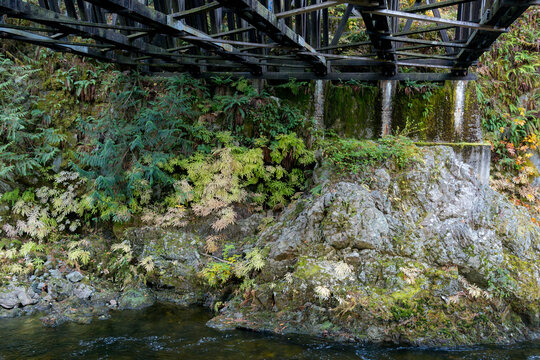 Canada, BC, Vancouver Island, Cowichan Bay.  Ferns and moss flourishing in the shade, beneath trestle bridge.