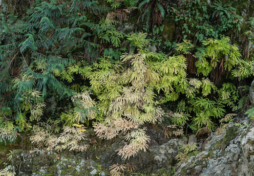 Canada, BC, Vancouver Island, Cowichan Bay.  Ferns and moss flourishing in the shade, beneath trestle bridge.