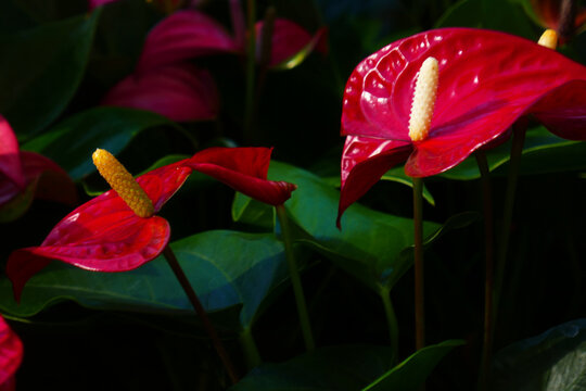 rote Flamingoblume