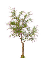 Obraz premium pink flowering shrub isolated on transparent background. Single Salt cedar flowering tree isolated on transparent background. isolated on white background. Small flower tree PNG. pink flower plant PNG