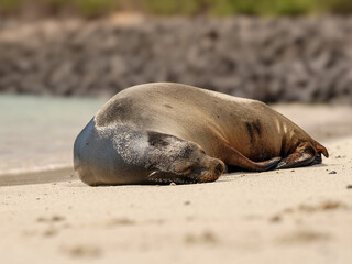 Fototapeta premium Galapagos Sea Lion Resting on Sandy Beach in Ecuador, Wildlife Coastal Scene