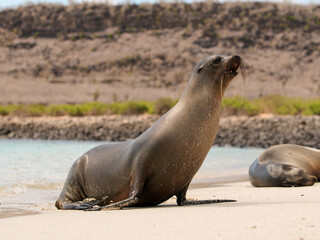 Fototapeta premium Galapagos Sea Lion Resting on Sandy Beach in Ecuador, Wildlife Coastal Scene