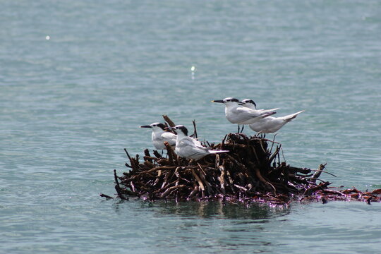 View of a cluster of terns perched atop a nest of dark twigs and seaweed floating serenely on the tranquil, blue ocean, Quepos, Puntarenas Province, Costa Rica.