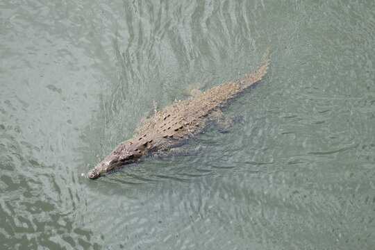 View of a crocodile glides silently through the murky green water, its scales shimmering in the sunlight, a primal scene unfolding in the depths, Quepos, Puntarenas Province, Costa Rica.