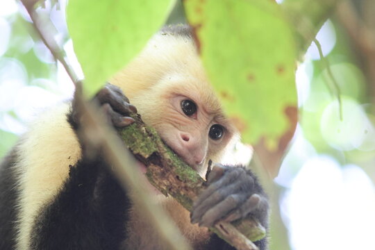 View of a white-faced capuchin monkey nibbling on a branch amidst the vibrant green foliage, its inquisitive eyes peeking through, Quepos, Puntarenas Province, Costa Rica.