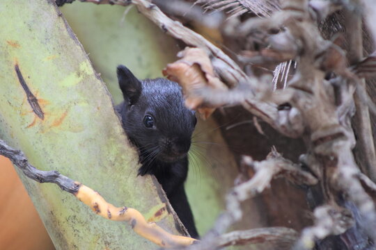 View of a curious black squirrel, nestled amongst the rough, textured bark and dried fronds of a palm tree, peaking out in a Costa Rican forest, Quepos, Puntarenas Province, Costa Rica.