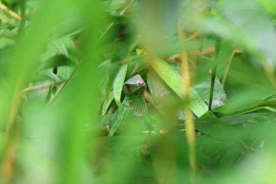 View of a vibrant green lizard, blending seamlessly into the lush foliage, its watchful eye a stark contrast to the verdant surroundings, Quepos, Puntarenas Province, Costa Rica.