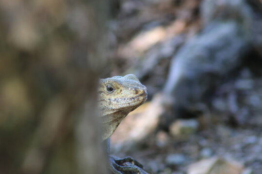 View of a curious lizard peers out from behind a tree, its scales catching the light amidst the rocky terrain, Quepos, Puntarenas Province, Costa Rica.
