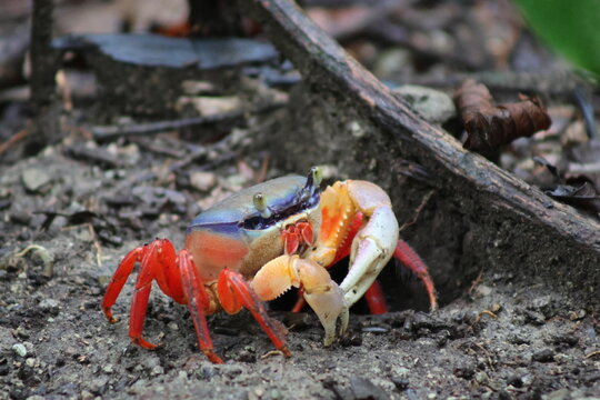 View of a vibrant land crab, its red legs and claws contrasting with its blue and beige carapace, emerging from a burrow in the Costa Rican soil, Quepos, Puntarenas Province, Costa Rica.
