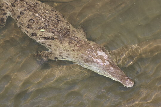View of a menacing crocodile glides silently through the murky water, its textured skin blending with the dappled sunlight in Quepos, Puntarenas Province, Costa Rica.